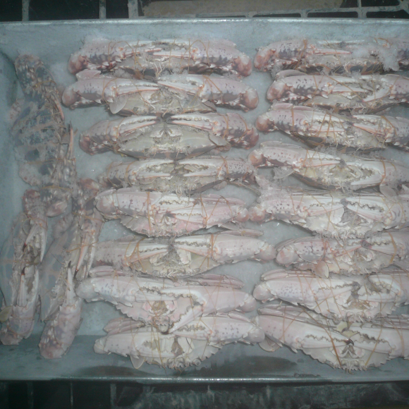 Tủ Đông Tiếp Xúc Thực Phẩm